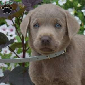Blaze, Silver Labrador Retriever Puppy