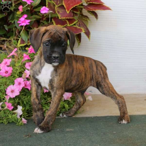 Blaze, Boxer Puppy