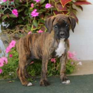 Blaze, Boxer Puppy