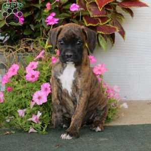 Blaze, Boxer Puppy