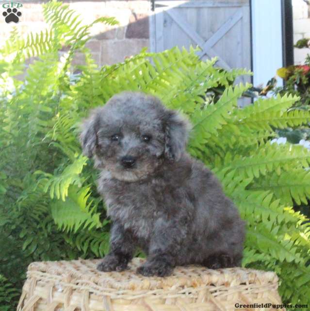 Blitz (Bich-Poo, Female) in Manheim, PA