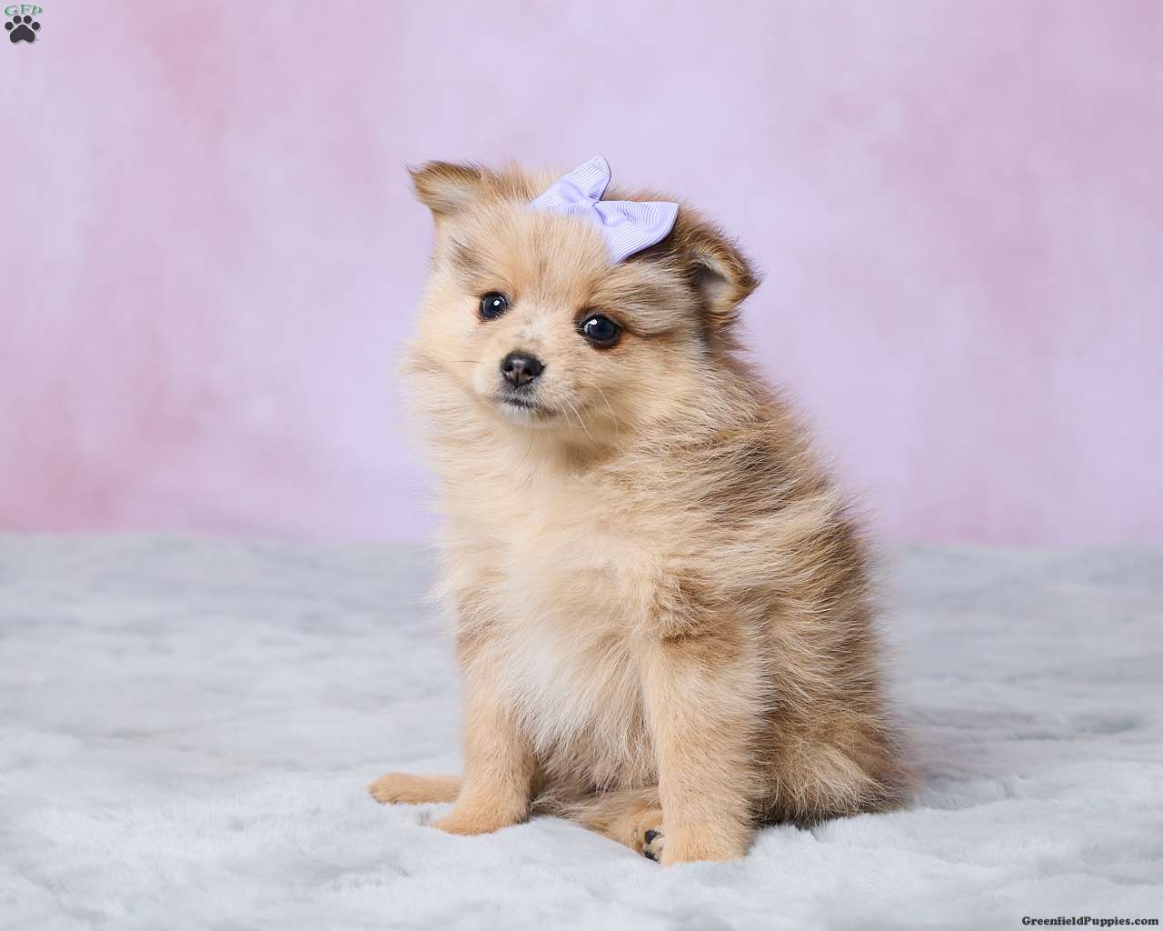 Blossom (Pomeranian, Female) in Millersburg, OH