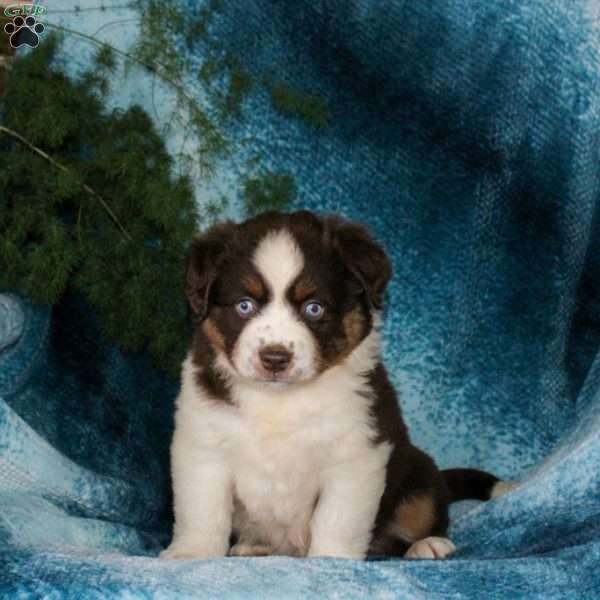 Blossom, Miniature Australian Shepherd Puppy