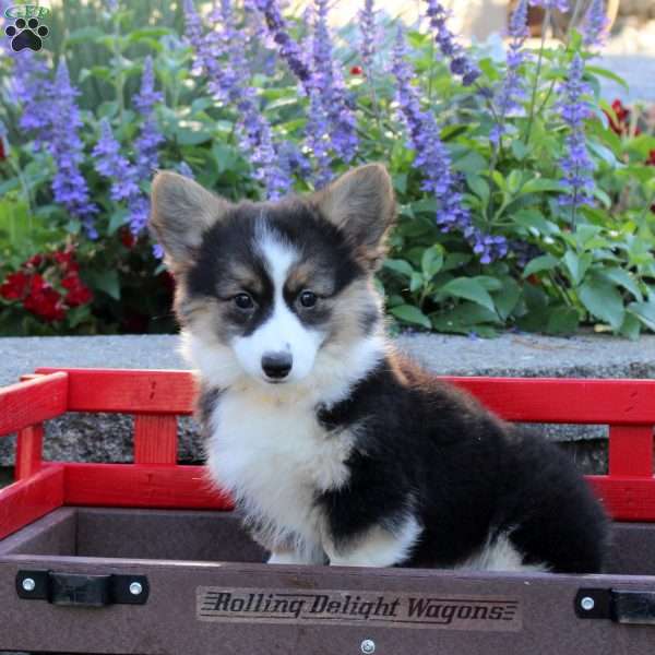 Blossom, Pembroke Welsh Corgi Puppy