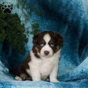 Blossom, Miniature Australian Shepherd Puppy