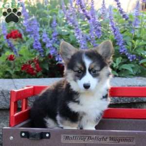Blossom, Pembroke Welsh Corgi Puppy