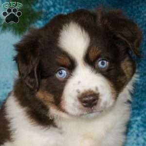Blossom, Miniature Australian Shepherd Puppy
