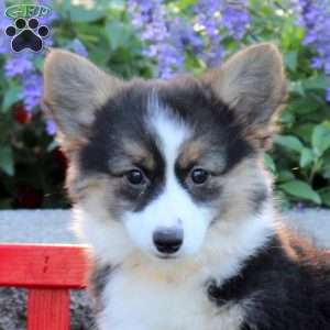 Blossom, Pembroke Welsh Corgi Puppy