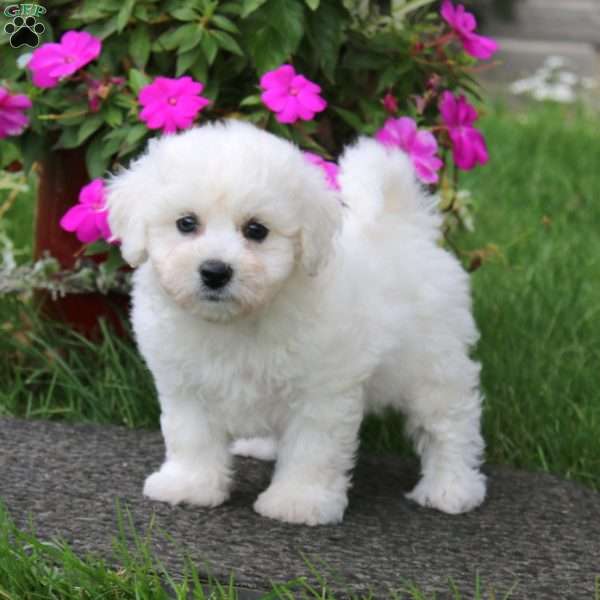 Blossom, Bichon Frise Puppy