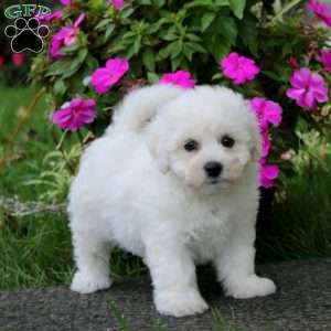 Blossom, Bichon Frise Puppy