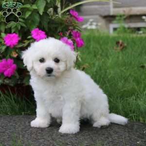 Blossom, Bichon Frise Puppy