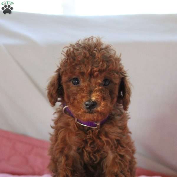 Blossom, Miniature Poodle Puppy