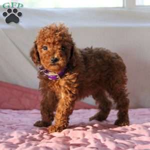Blossom, Miniature Poodle Puppy