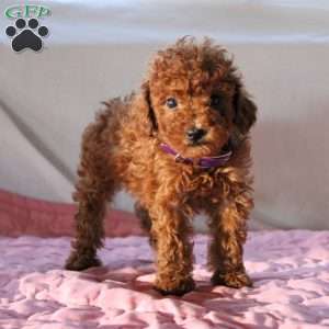 Blossom, Miniature Poodle Puppy