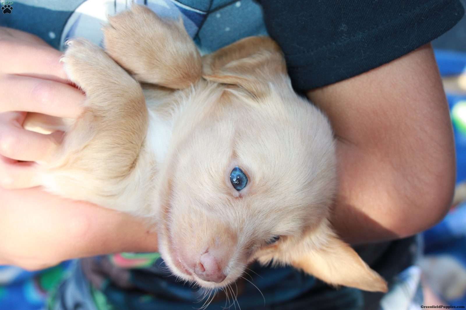 Dachshund