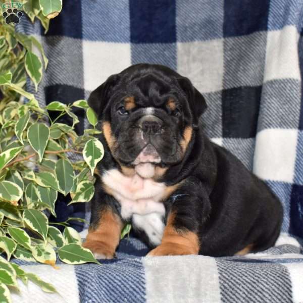 Blue Belle, English Bulldog Puppy