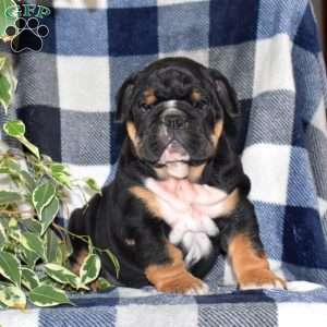 Blue Belle, English Bulldog Puppy
