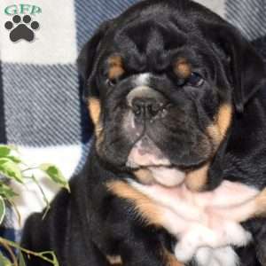 Blue Belle, English Bulldog Puppy