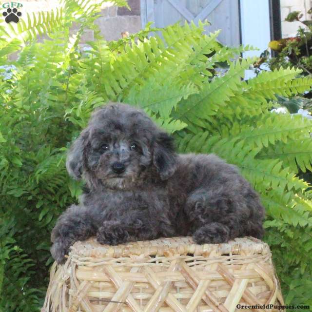 Bo (Bich-Poo, Male) in Manheim, PA
