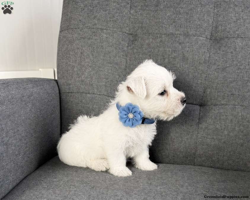 Bobby (West Highland White Terrier, Male) in Millersburg, OH