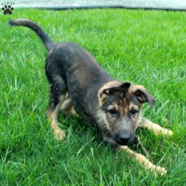 Bolt, German Shepherd Puppy