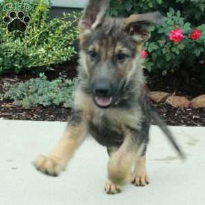 Bolt, German Shepherd Puppy