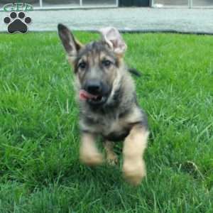 Bolt, German Shepherd Puppy
