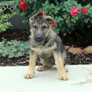 Bolt, German Shepherd Puppy