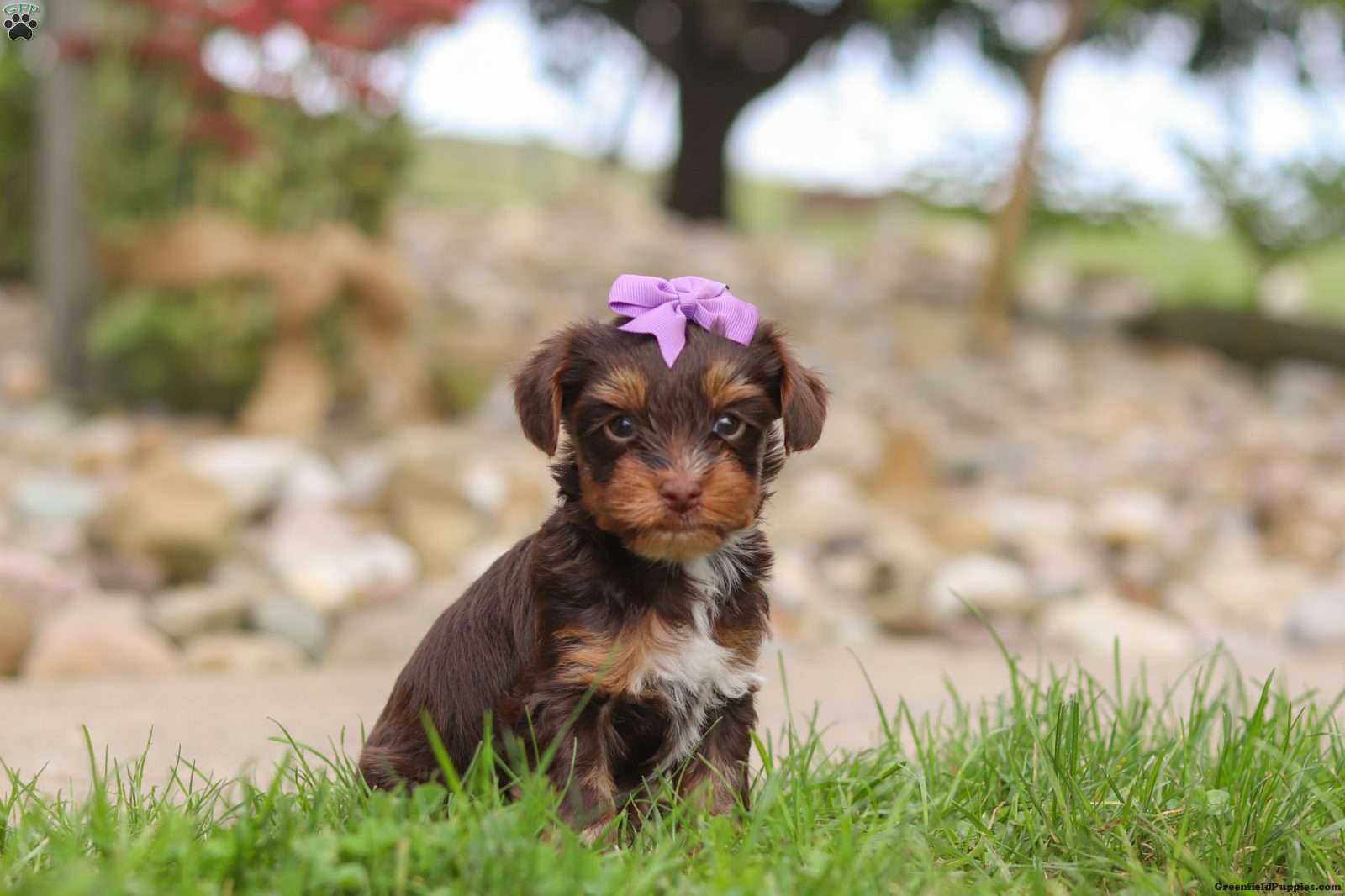 Yorkshire Terrier (Yorkshire Terrier, Female) in Dundee, OH