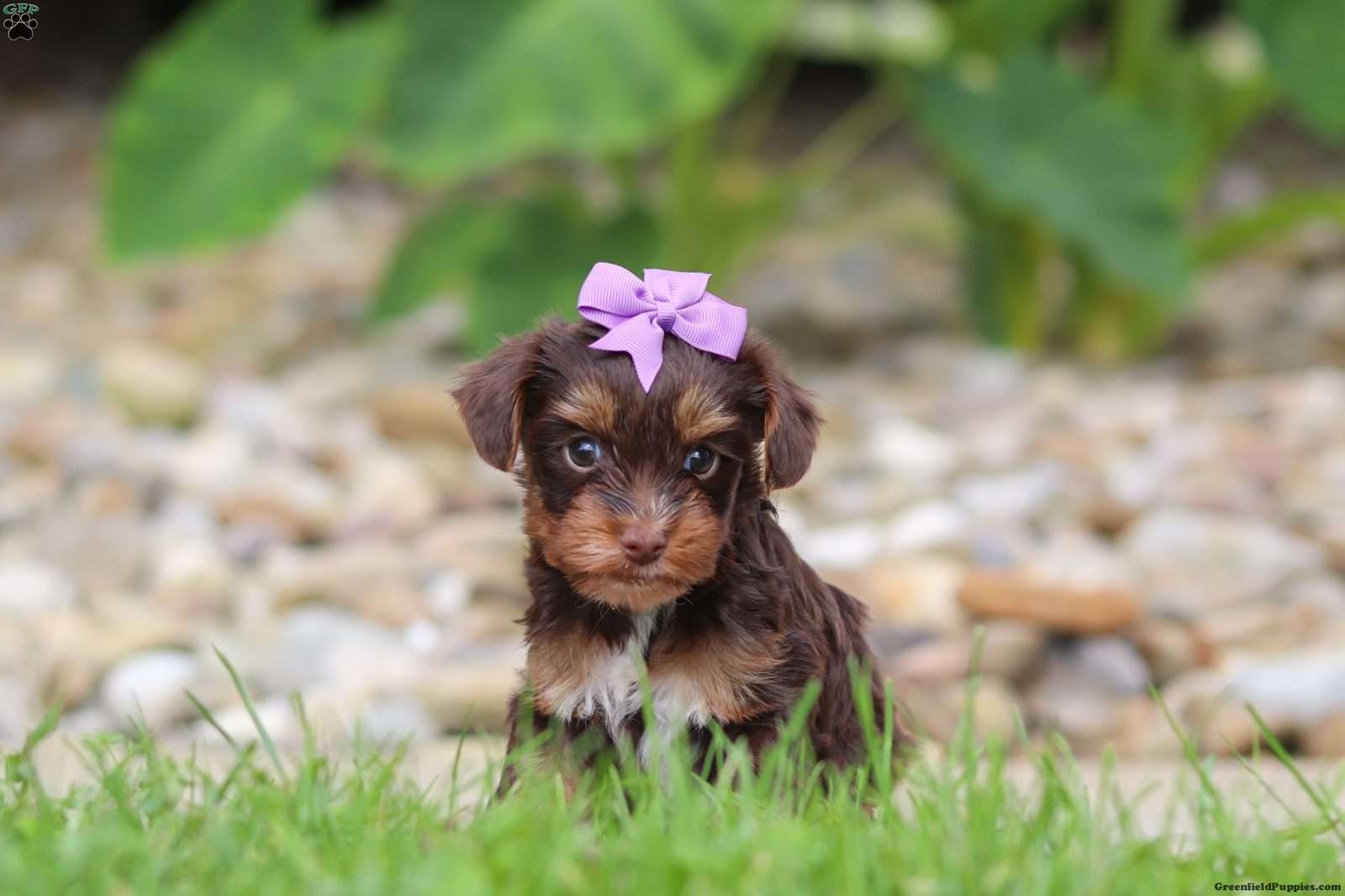 Yorkshire Terrier (Yorkshire Terrier, Female) in Dundee, OH