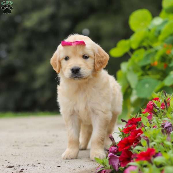 Bonnie, English Cream Golden Retriever Puppy