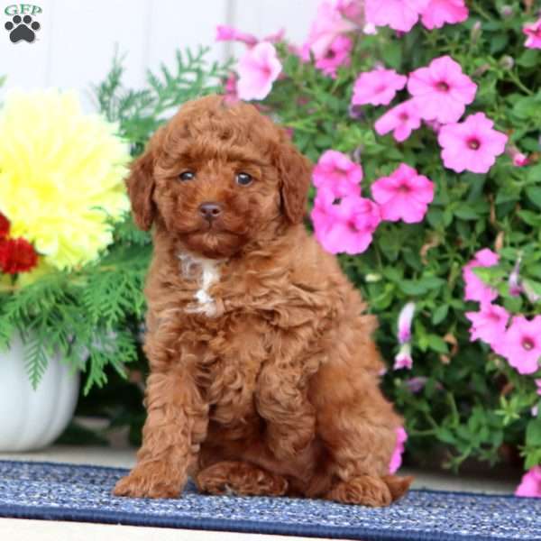 Bonnie, Miniature Poodle Puppy