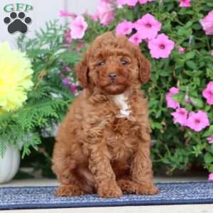Bonnie, Miniature Poodle Puppy