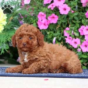 Bonnie, Miniature Poodle Puppy