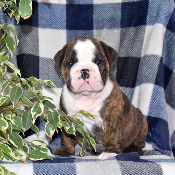 Boo Baby, English Bulldog Puppy