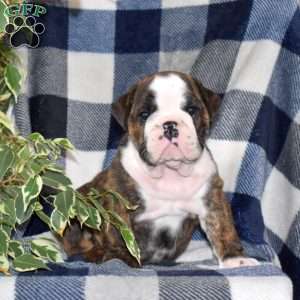 Boo Baby, English Bulldog Puppy