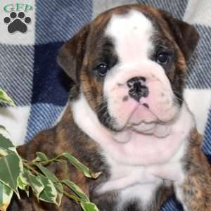 Boo Baby, English Bulldog Puppy