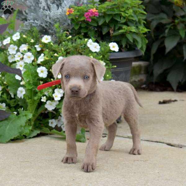 Boomer, Silver Labrador Retriever Puppy