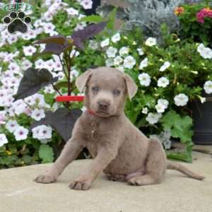 Boomer, Silver Labrador Retriever Puppy