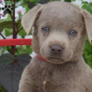 Boomer, Silver Labrador Retriever Puppy