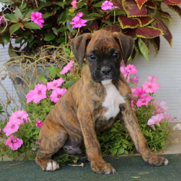Boomer, Boxer Puppy