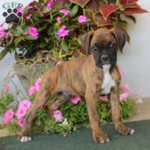 Boomer, Boxer Puppy