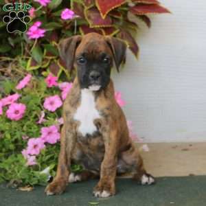 Boomer, Boxer Puppy