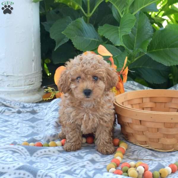 Boots, Toy Poodle Puppy
