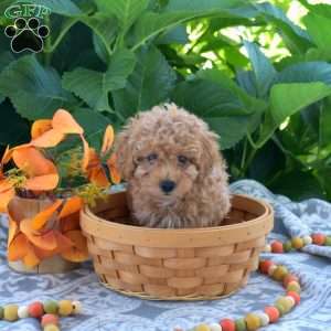 Boots, Toy Poodle Puppy