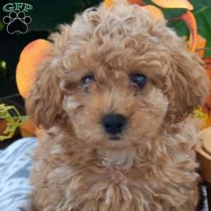 Boots, Toy Poodle Puppy