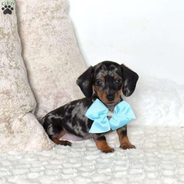 Boulder-Mini, Dachshund Puppy
