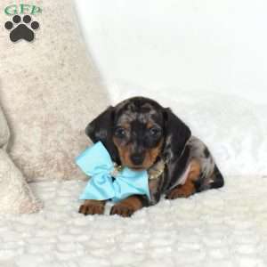 Boulder-Mini, Dachshund Puppy