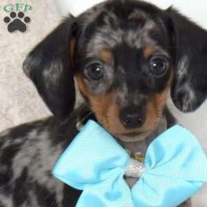 Boulder-Mini, Dachshund Puppy