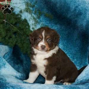 Boyd, Miniature Australian Shepherd Puppy